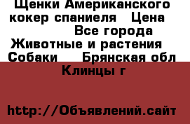 Щенки Американского кокер спаниеля › Цена ­ 15 000 - Все города Животные и растения » Собаки   . Брянская обл.,Клинцы г.